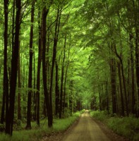 /album/ecoforse/bosque-12-jpg/